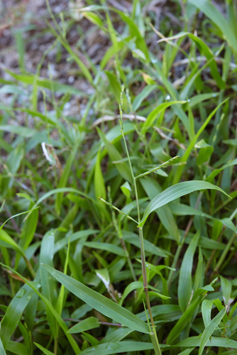 Brachiaria subquadripara