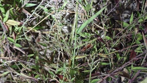 Brachiaria villosa — photo