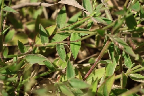 Brachiaria villosa — photo