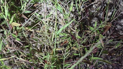 Brachiaria villosa