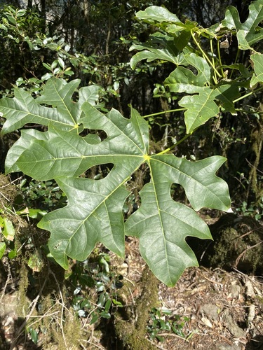 Brachychiton acerifolius (Flame tree) — photo