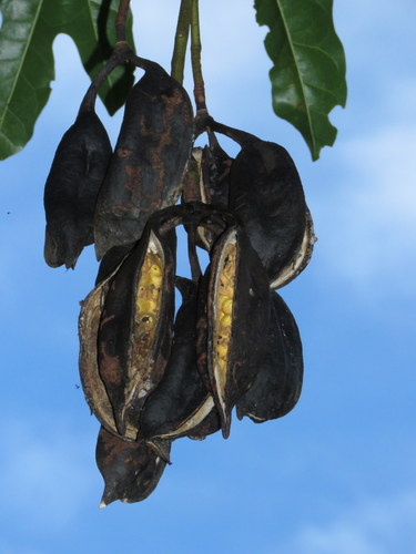Brachychiton acerifolius (Flame tree) — photo
