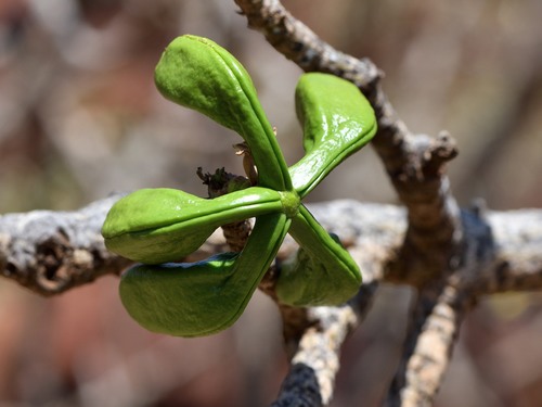 Brachychiton acuminatus (Kurrajong) — photo