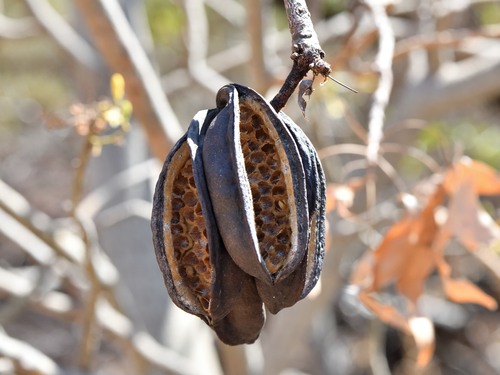 Brachychiton acuminatus (Kurrajong) — photo