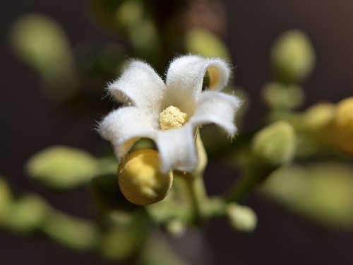 Brachychiton acuminatus
