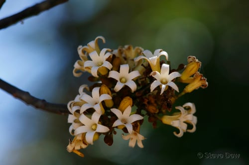 Brachychiton australis (Broad leafed bottle tree) — photo