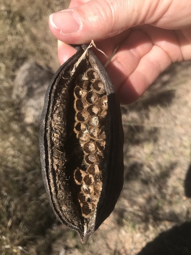 Brachychiton australis (Broad leafed bottle tree) — photo