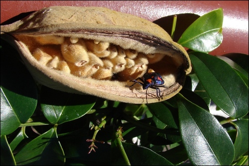 Brachychiton bidwillii (Rusty kurrajong) — photo