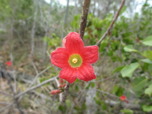 Brachychiton bidwillii (Rusty kurrajong) — photo