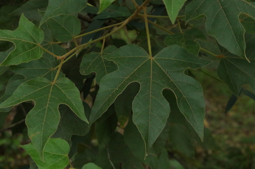 Brachychiton discolor (White kurrajong) — photo