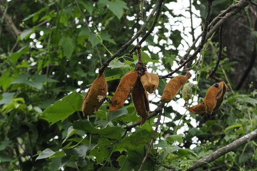 Brachychiton discolor (White kurrajong) — photo