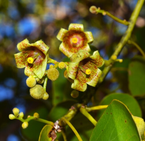 Brachychiton diversifolius (Northern kurrajong) — photo