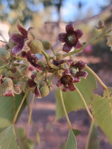 Brachychiton diversifolius