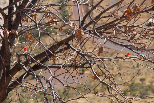 Brachychiton fitzgeraldianus