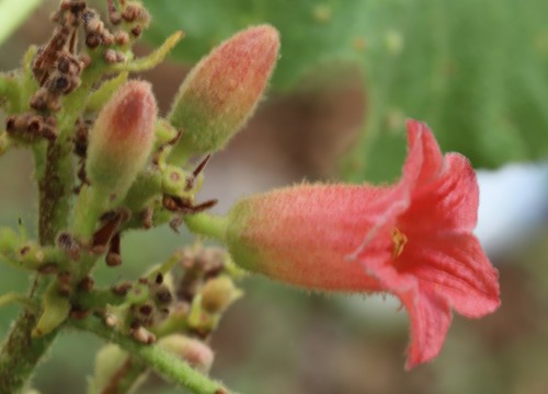 Brachychiton garrawayae — photo