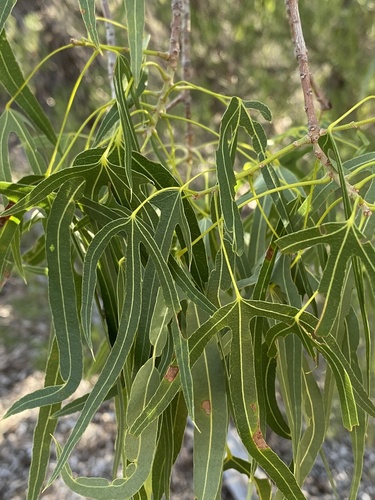 Brachychiton gregorii (Desert kurrajong) — photo