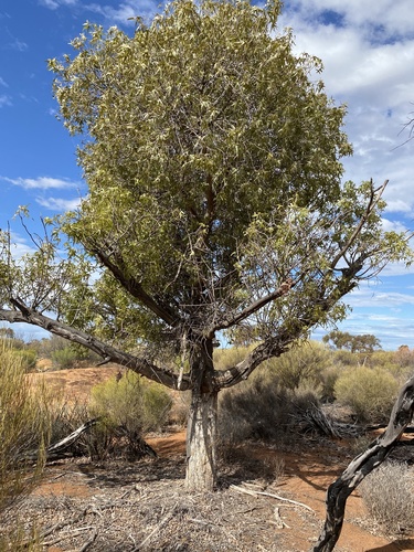 Brachychiton gregorii (Desert kurrajong) — photo
