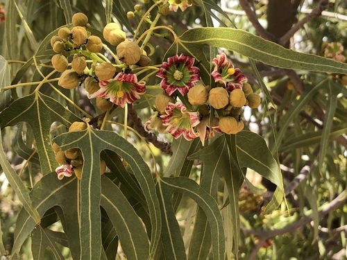 Brachychiton gregorii