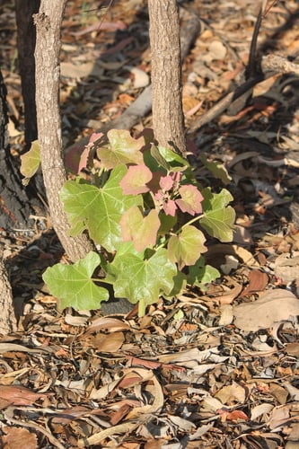 Brachychiton megaphyllus (Red flowered kurrajong) — photo