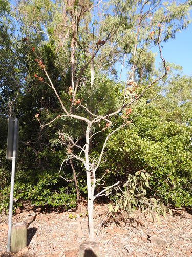 Brachychiton megaphyllus (Red flowered kurrajong) — photo