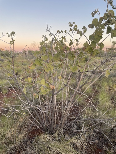 Brachychiton multicaulis (Wild curry kurrajong) — photo