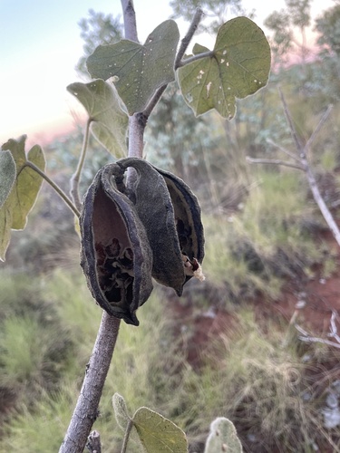 Brachychiton multicaulis (Wild curry kurrajong) — photo