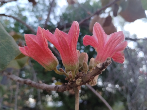 Brachychiton paradoxus (Red Kurrajong) — photo