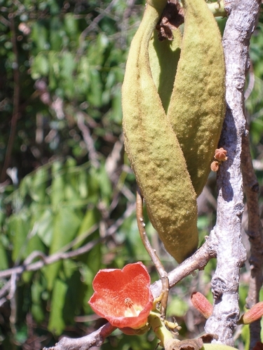 Brachychiton paradoxus