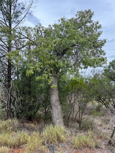 Brachychiton populneus (Black kurrajong) — photo