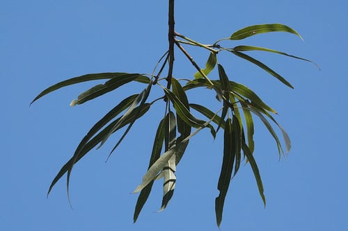 Brachychiton rupestris (Bottle tree) — photo