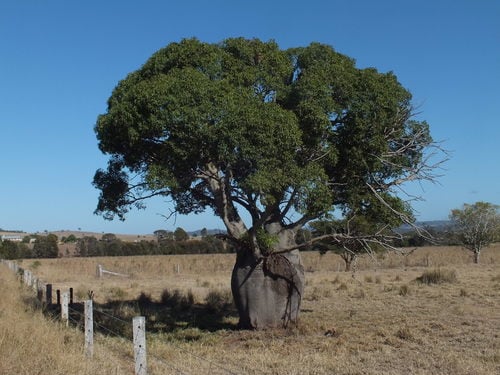 Brachychiton rupestris