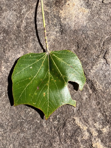 Brachychiton tridentatus — photo