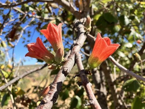 Brachychiton tridentatus — photo
