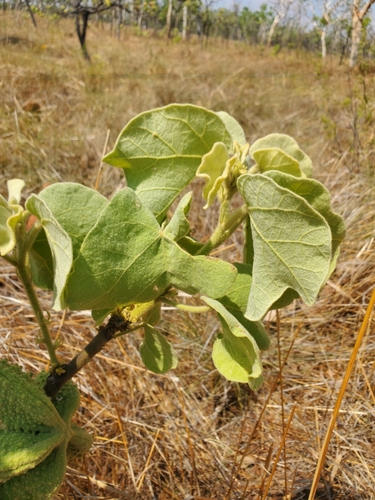 Brachychiton tuberculatus (Bush peanut) — photo