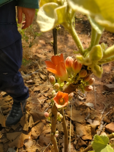 Brachychiton tuberculatus (Bush peanut) — photo