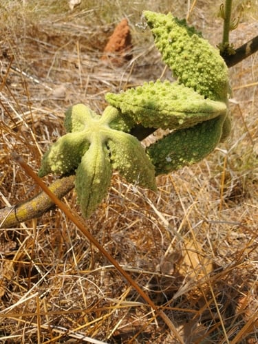 Brachychiton tuberculatus