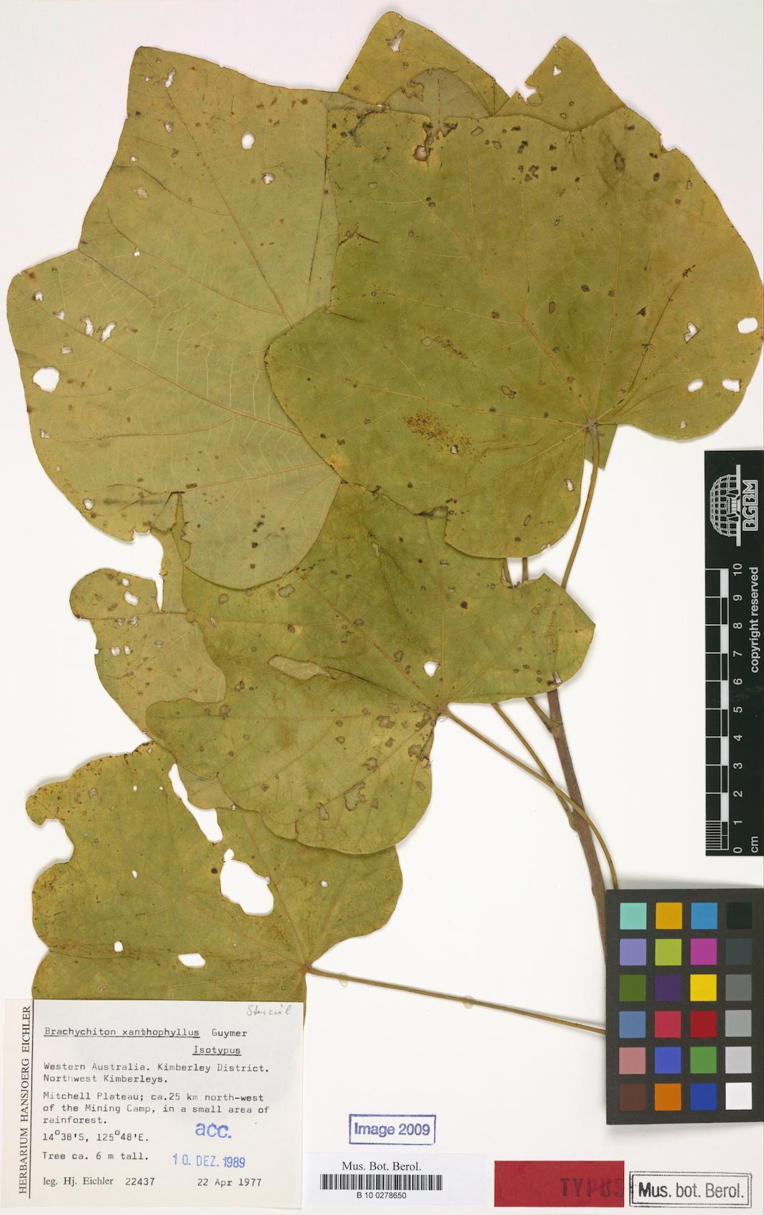 Brachychiton xanthophyllus — photo