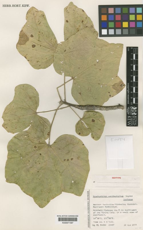 Brachychiton xanthophyllus