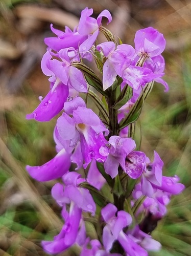 Brachycorythis pleistophylla