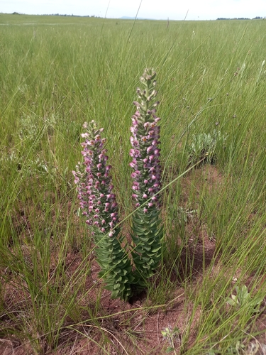 Brachycorythis pubescens — photo