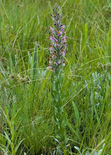 Brachycorythis pubescens — photo