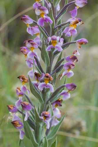 Brachycorythis pubescens