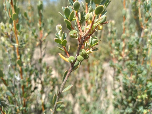 Brachyloma daphnoides (Daphne Heath) — photo