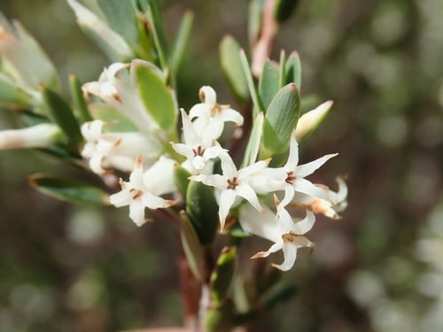 Brachyloma daphnoides