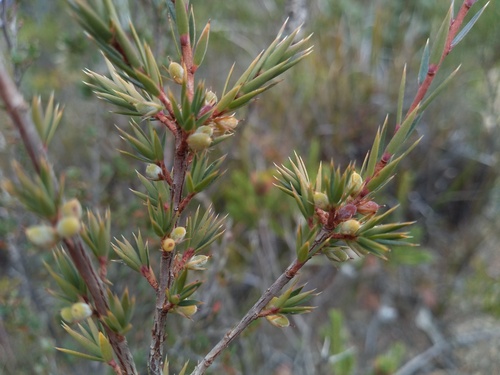 Brachyloma depressum (Spreading brachyloma) — photo