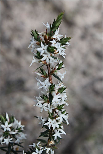 Brachyloma depressum (Spreading brachyloma) — photo