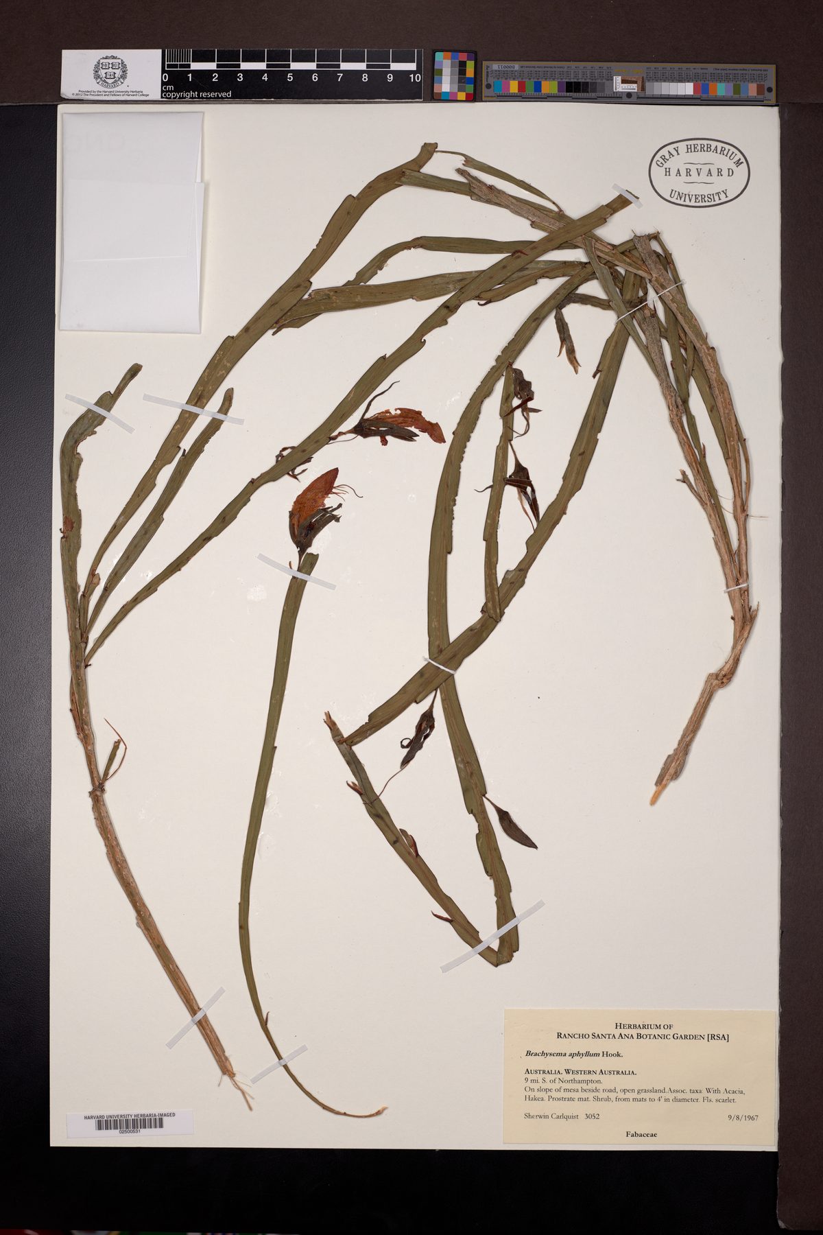Brachysema aphyllum