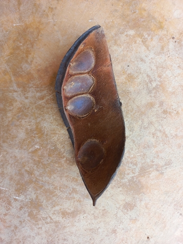 Brachystegia spiciformis (Msasa) — photo