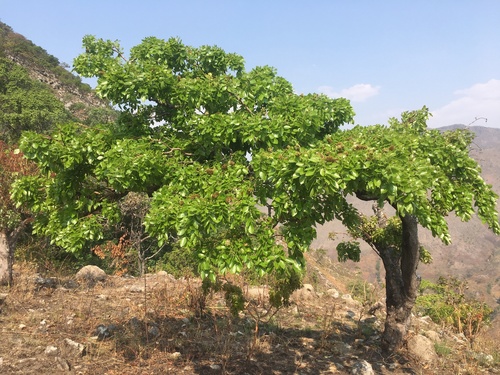 Brachystegia spiciformis (Msasa) — photo