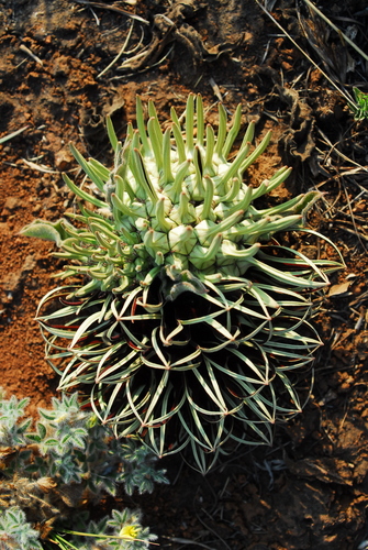 Brachystelma barberae